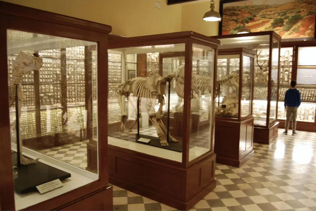 esqueletos de animales en el museo de Għar Dalam en Malta