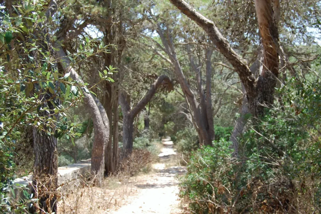 Sendero sombreado entre los árboles en el bosque de Buskett, Malta.